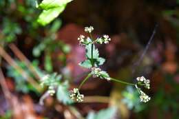 Image of Pacific Black-snakeroot