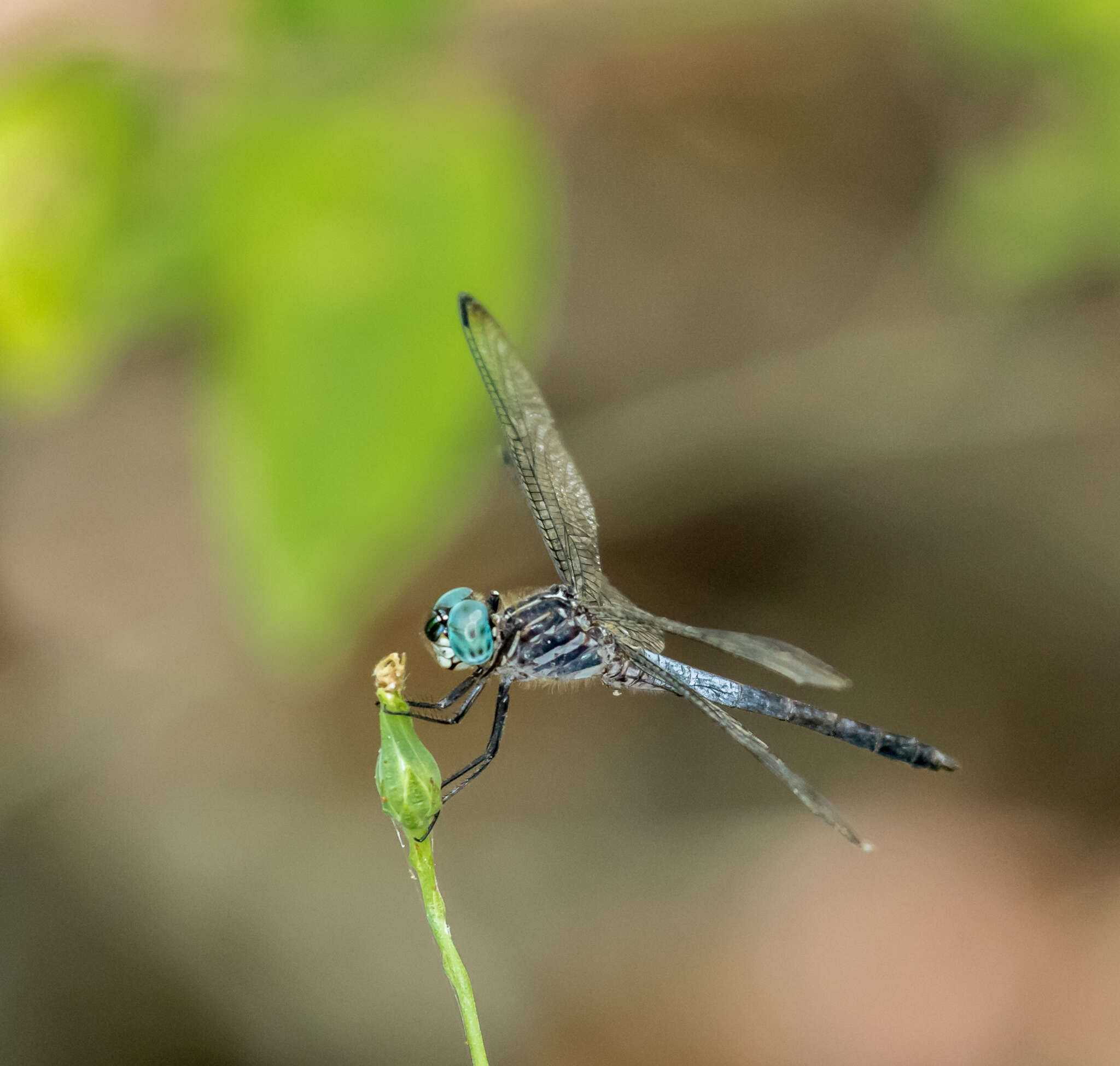 Image of Gray-waisted Skimmer