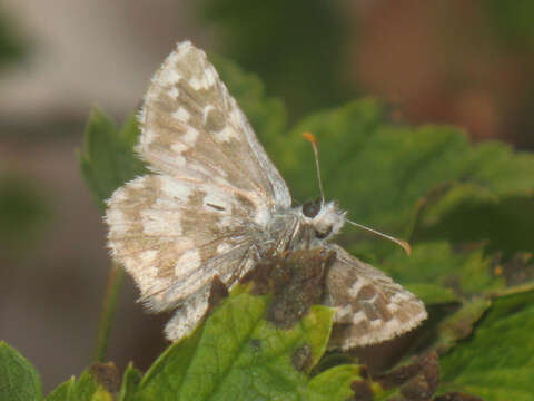 Image of large grizzled skipper