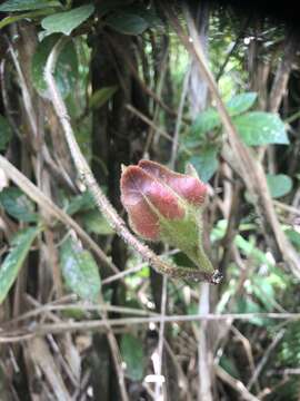 Image of Drymonia alloplectoides Hanst.