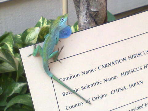 Image of Grand Cayman Anole