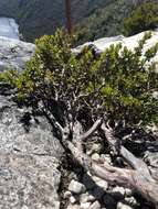 Sivun Leptospermum rupestre Hook. fil. kuva