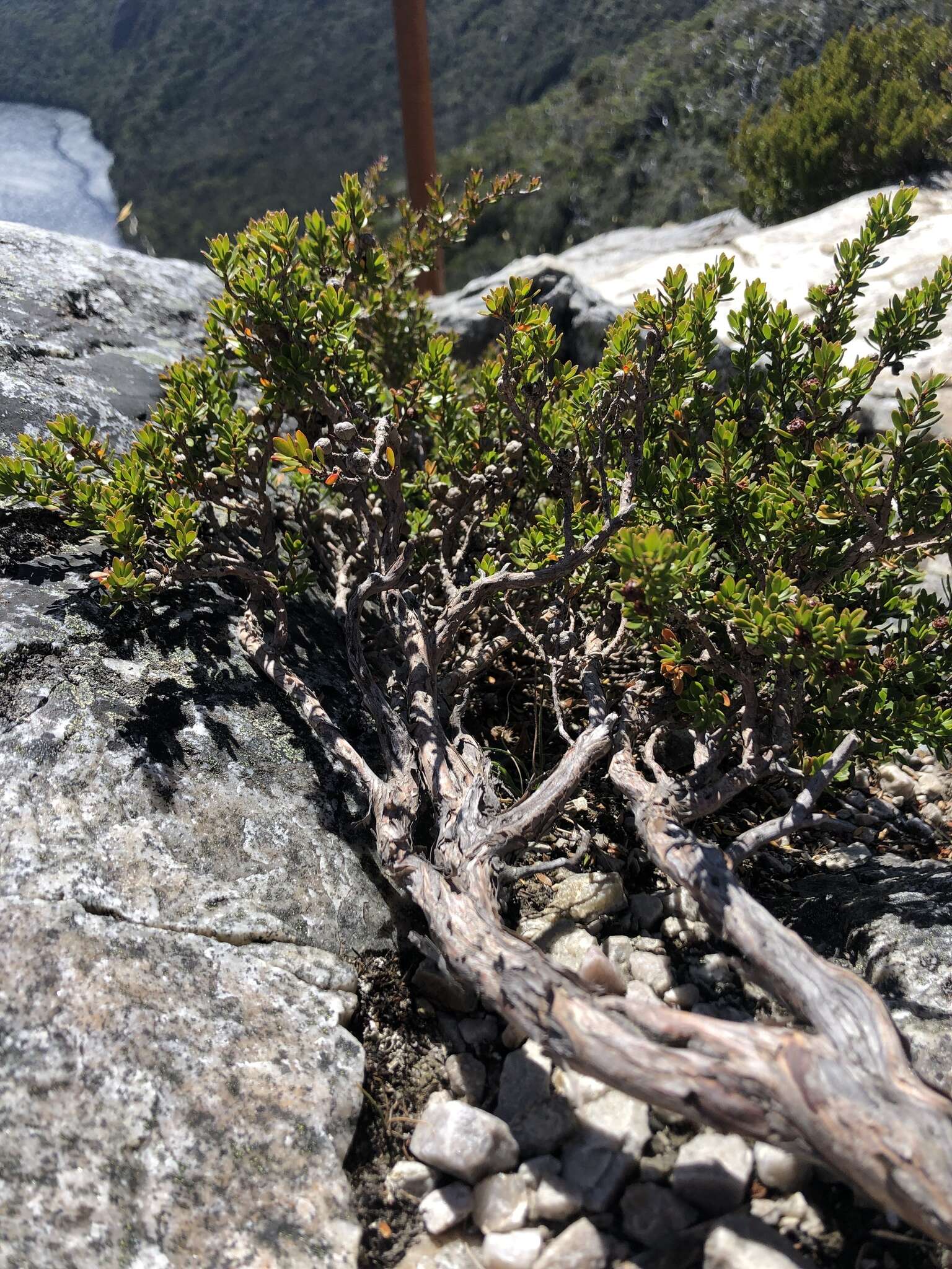 Sivun Leptospermum rupestre Hook. fil. kuva