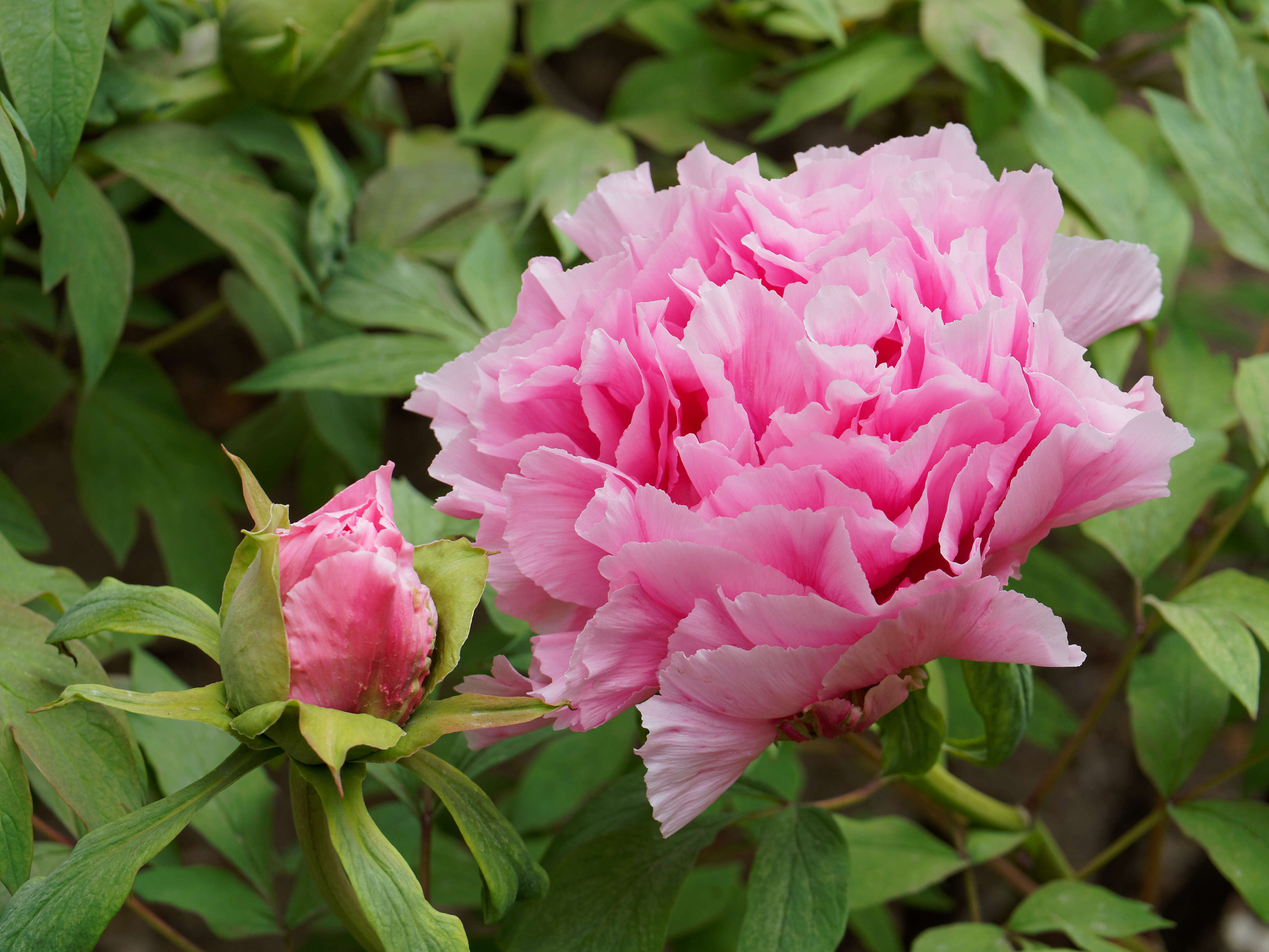 Image of moutan peony