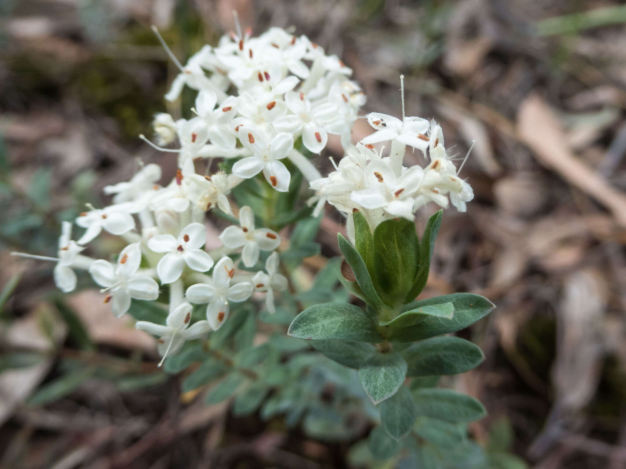 Image of Pimelea humilis R. Br.