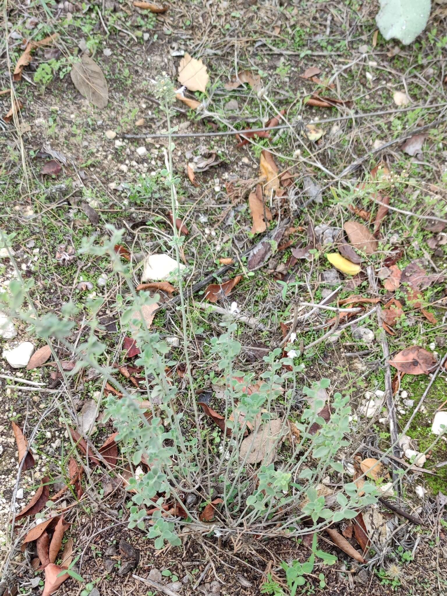 Sivun Clinopodium serpyllifolium subsp. fruticosum (L.) Bräuchler kuva