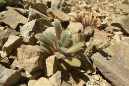 Image of Myosotis traversii Hook. fil.