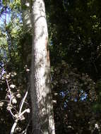 Image of Common Aspen