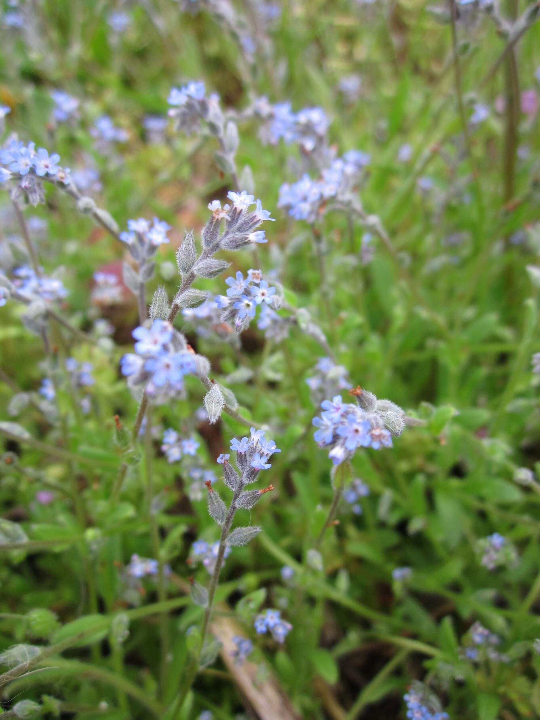 Image of field forget-me-not