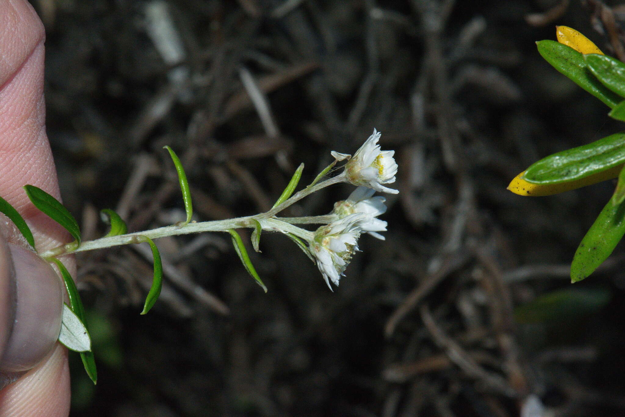 Image of <i>Anaphalioides subrigida</i>