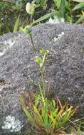 Orthrosanthus monadelphus Ravenna的图像