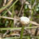 صورة Eriocaulon decangulare var. decangulare