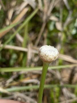 Image de Eriocaulon decangulare var. decangulare