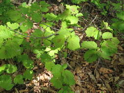 Image of Siberian hazelnut