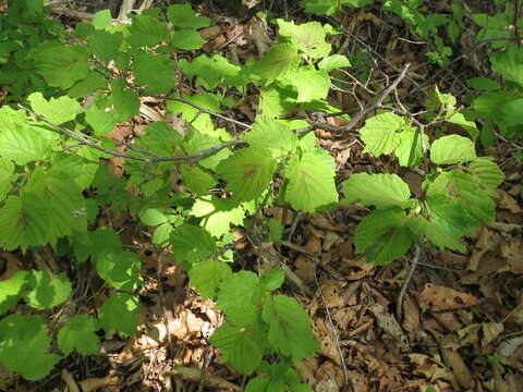 Image of Siberian hazelnut