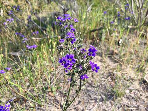 Sivun Dampiera rosmarinifolia Schltdl. kuva