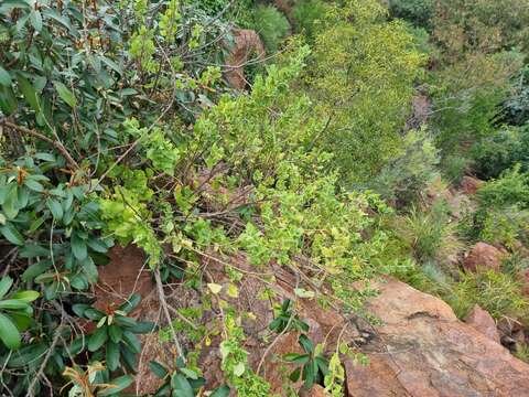 Image of Tetradenia brevispicata (N. E. Br.) Codd