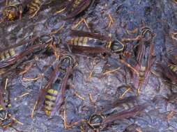 Image of Polistes rothneyi koreanus Vecht 1968