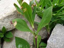 Image de Silene vulgaris subsp. glareosa (Jordan) Marsden-Jones & Turrill