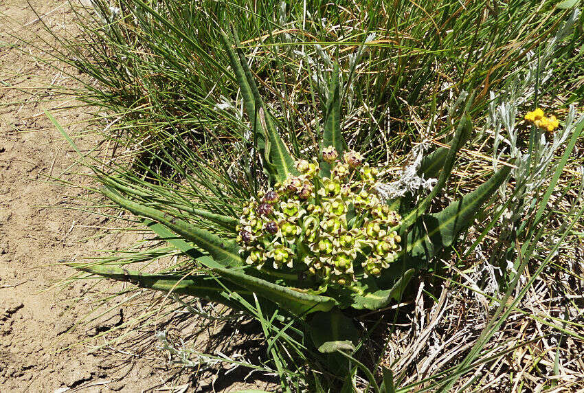 Image de Xysmalobium stockenstromense Scott Elliott