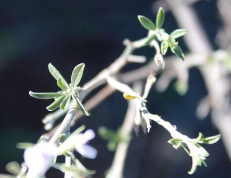 Plancia ëd Otholobium candicans (Eckl. & Zeyh.) C. H. Stirt.