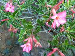 Image de Adenium obesum subsp. swazicum (Stapf) G. D. Rowley