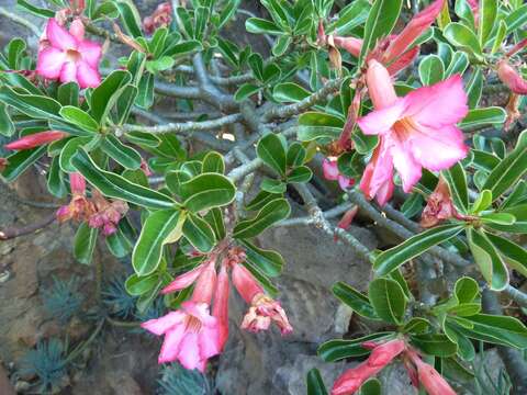 Image of Summer impala lily