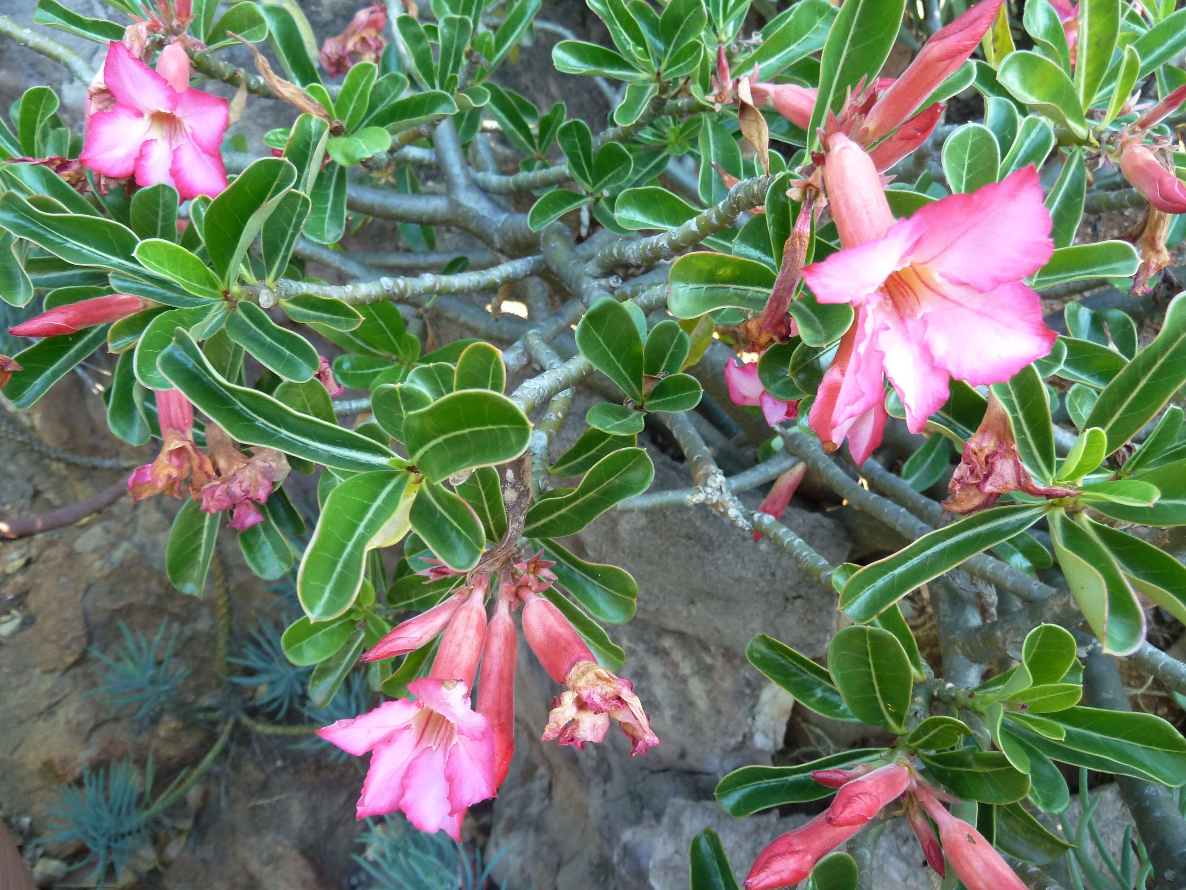 Image de Adenium obesum subsp. swazicum (Stapf) G. D. Rowley