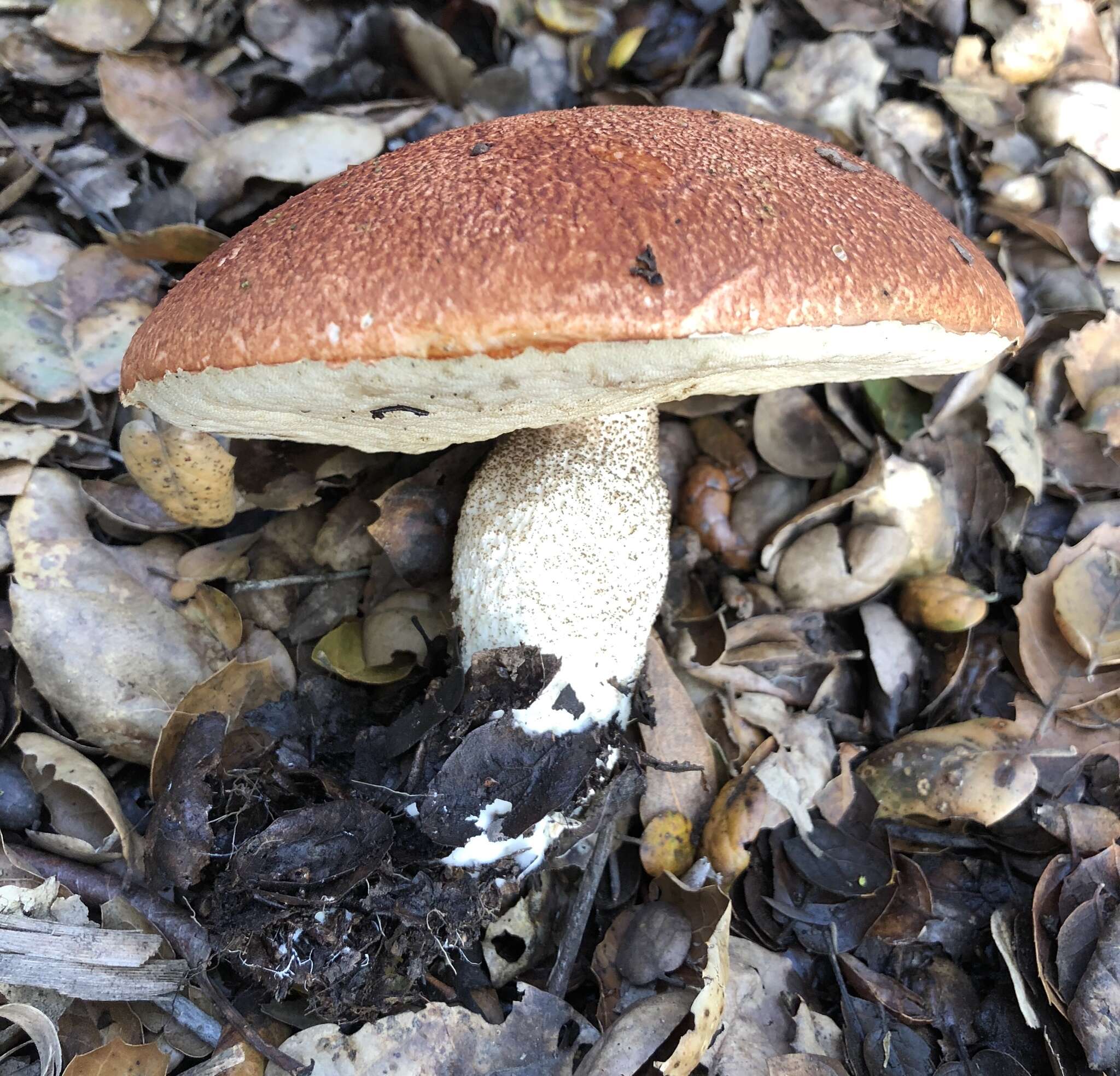 Image of Leccinum manzanitae Thiers 1971