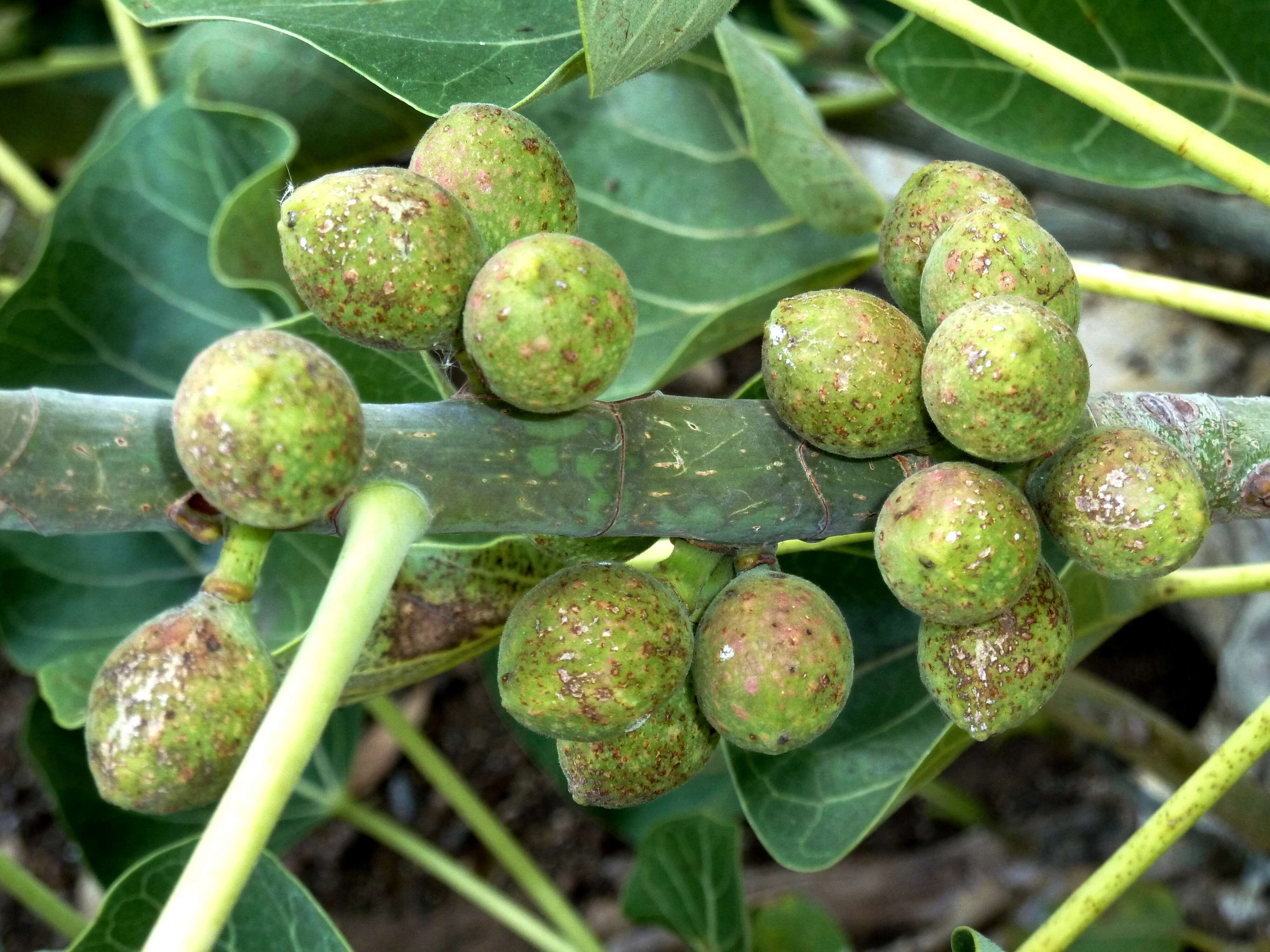 Imagem de Ficus abutilifolia (Miq.) Miq.