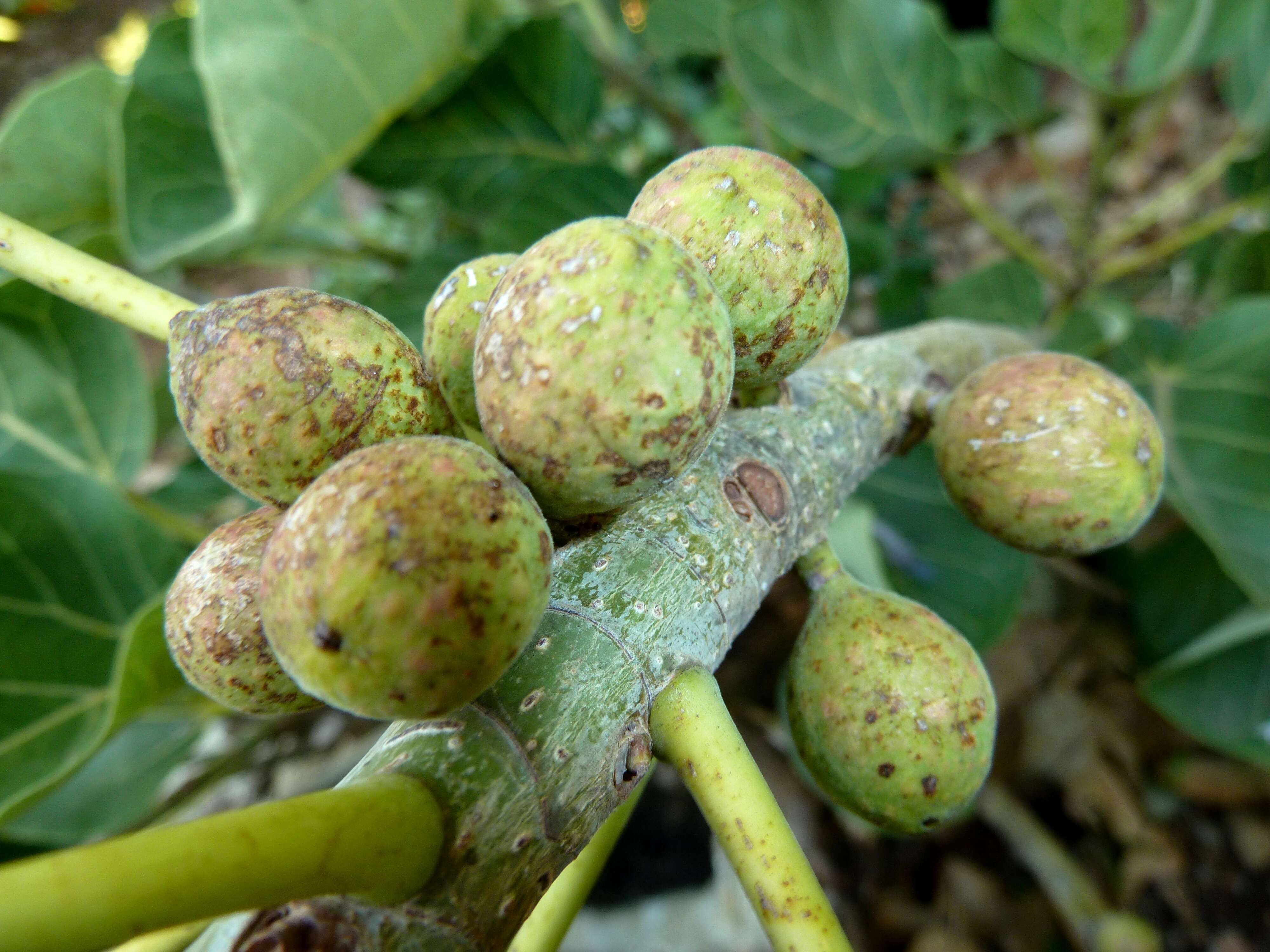 Imagem de Ficus abutilifolia (Miq.) Miq.