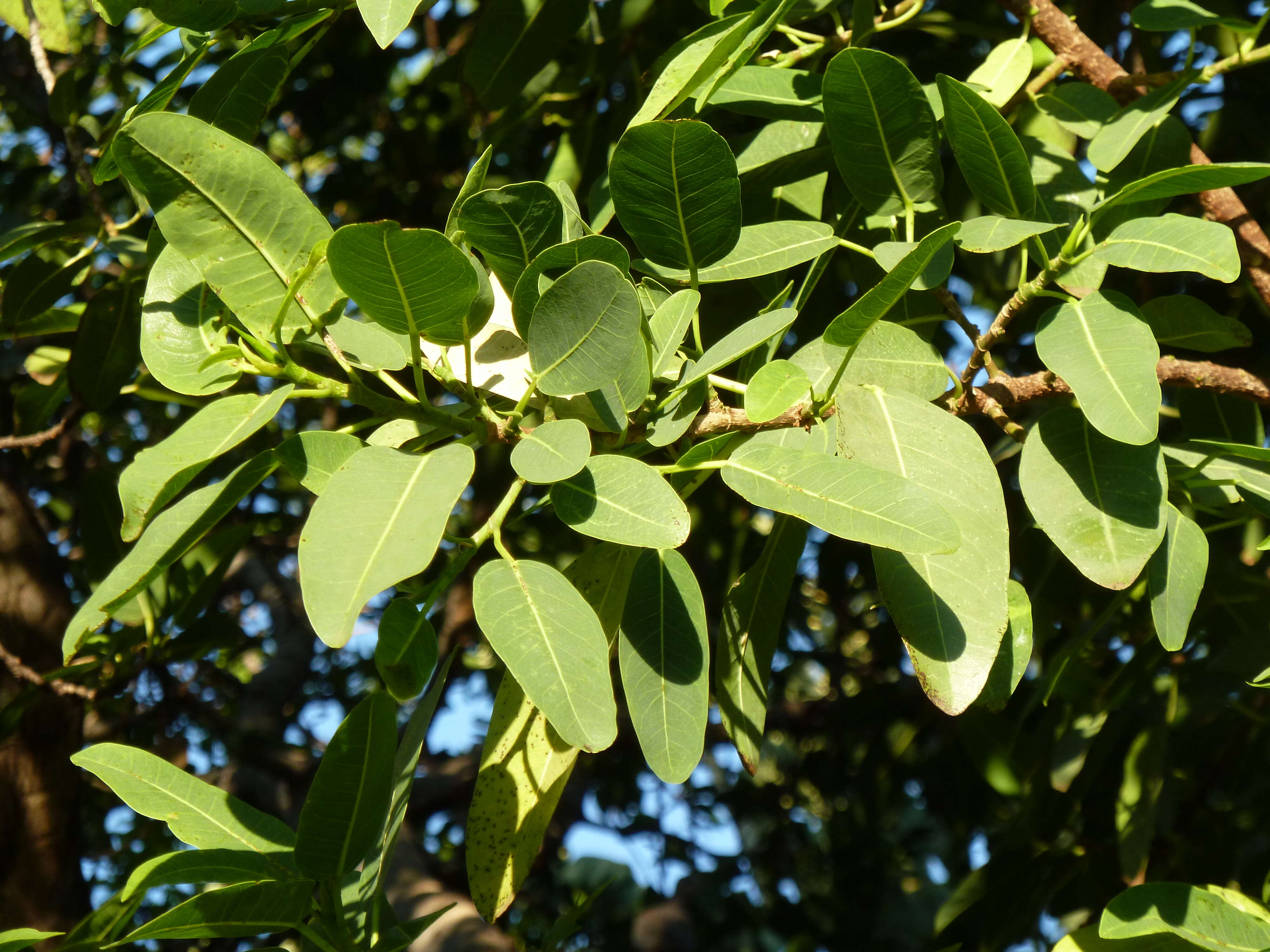 Image of Bark Cloth Fig