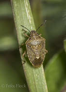 Image de Moromorpha tetra (Walker 1868)