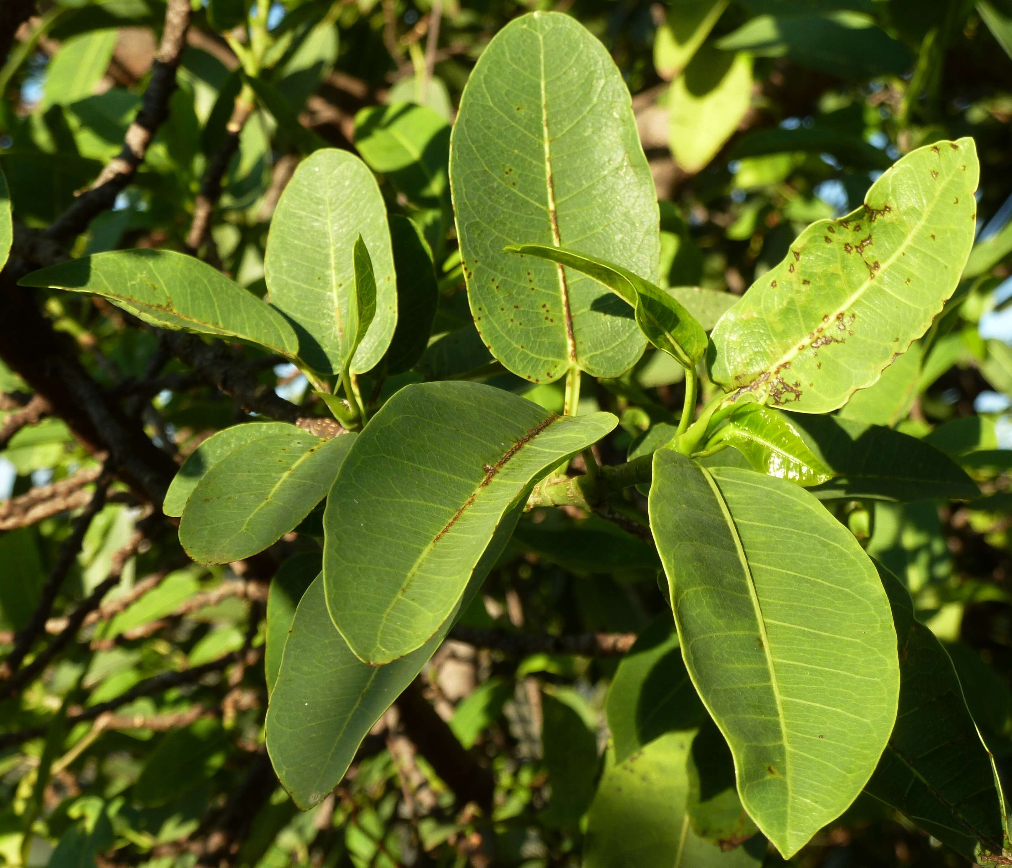 Image of Bark Cloth Fig