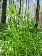 Image of Goosegrass