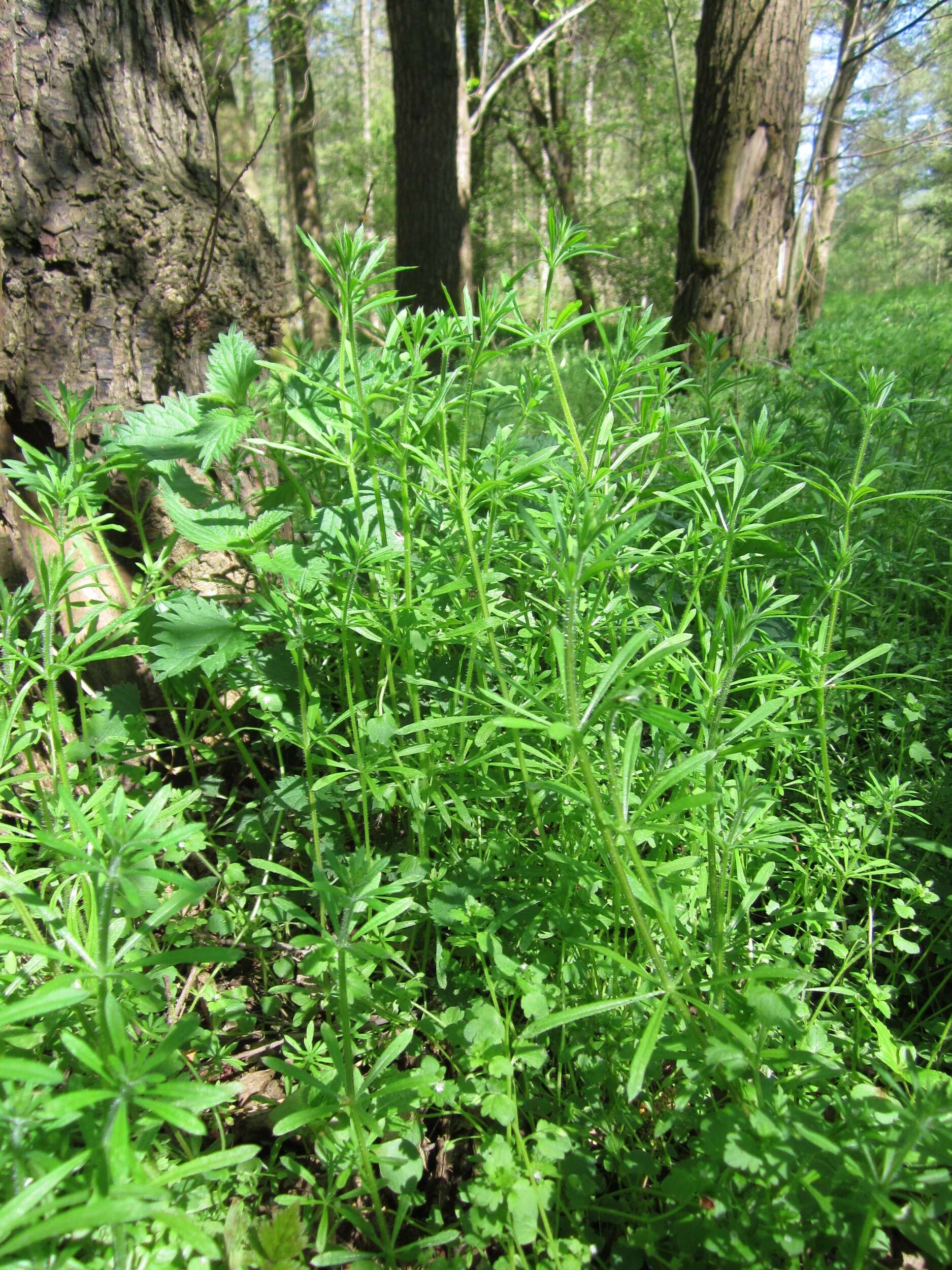 Image of Goosegrass