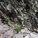 Image of littleleaf rockcress