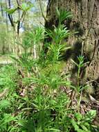 Image of Goosegrass