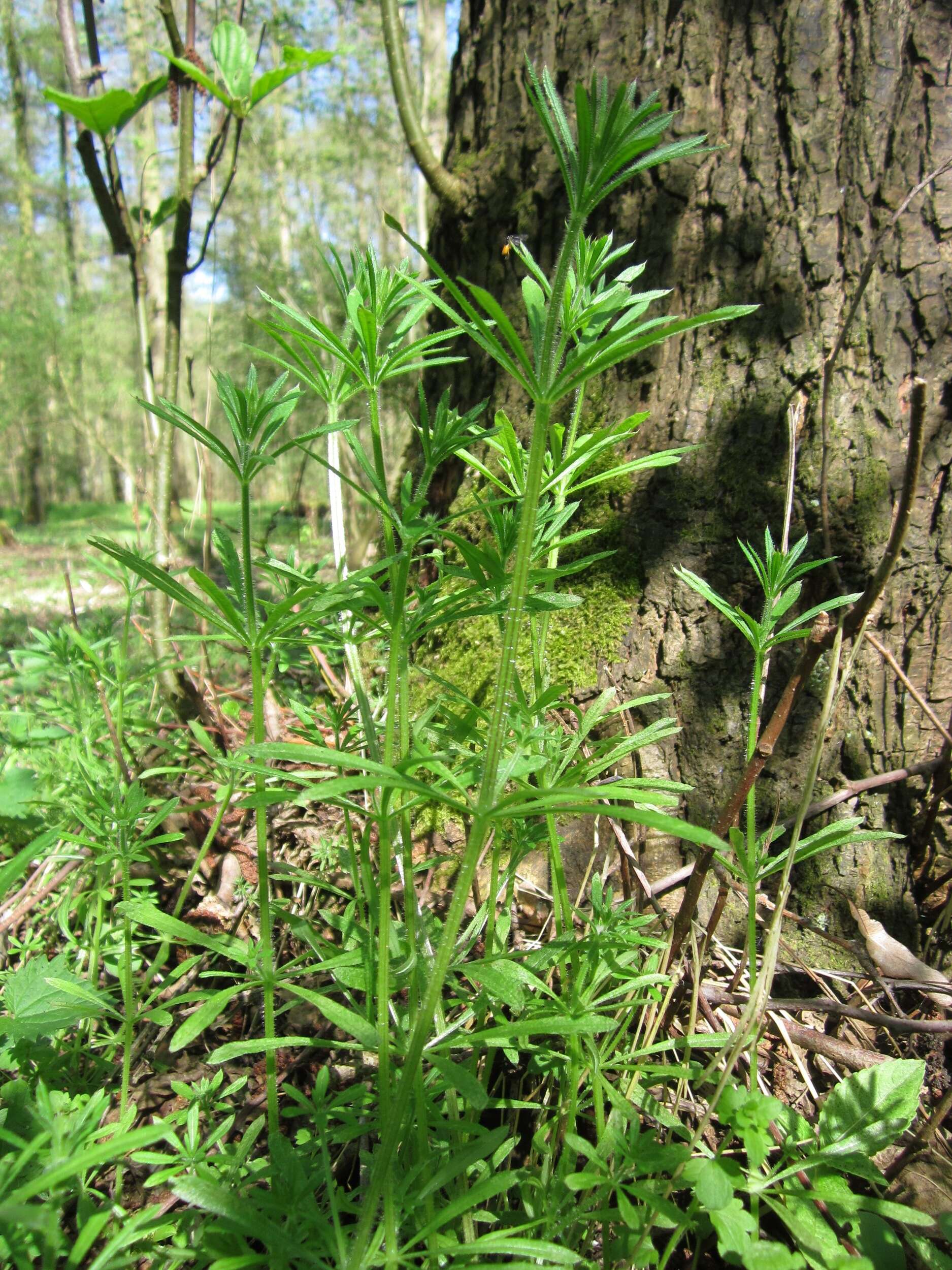 Image of Goosegrass