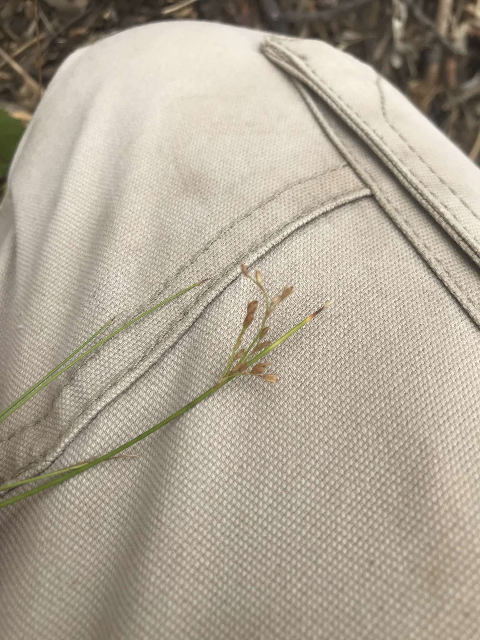 Image of Juncus pauciflorus R. Br.