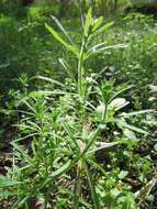 Image of Goosegrass