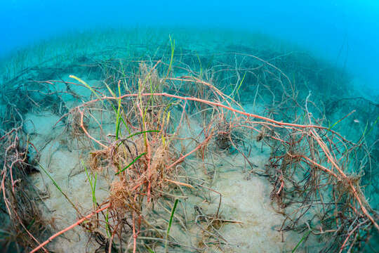 Image of Slender Seagrass