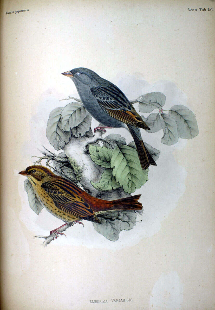 Image of Gray Bunting