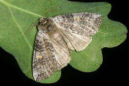 Image of poplar lutestring