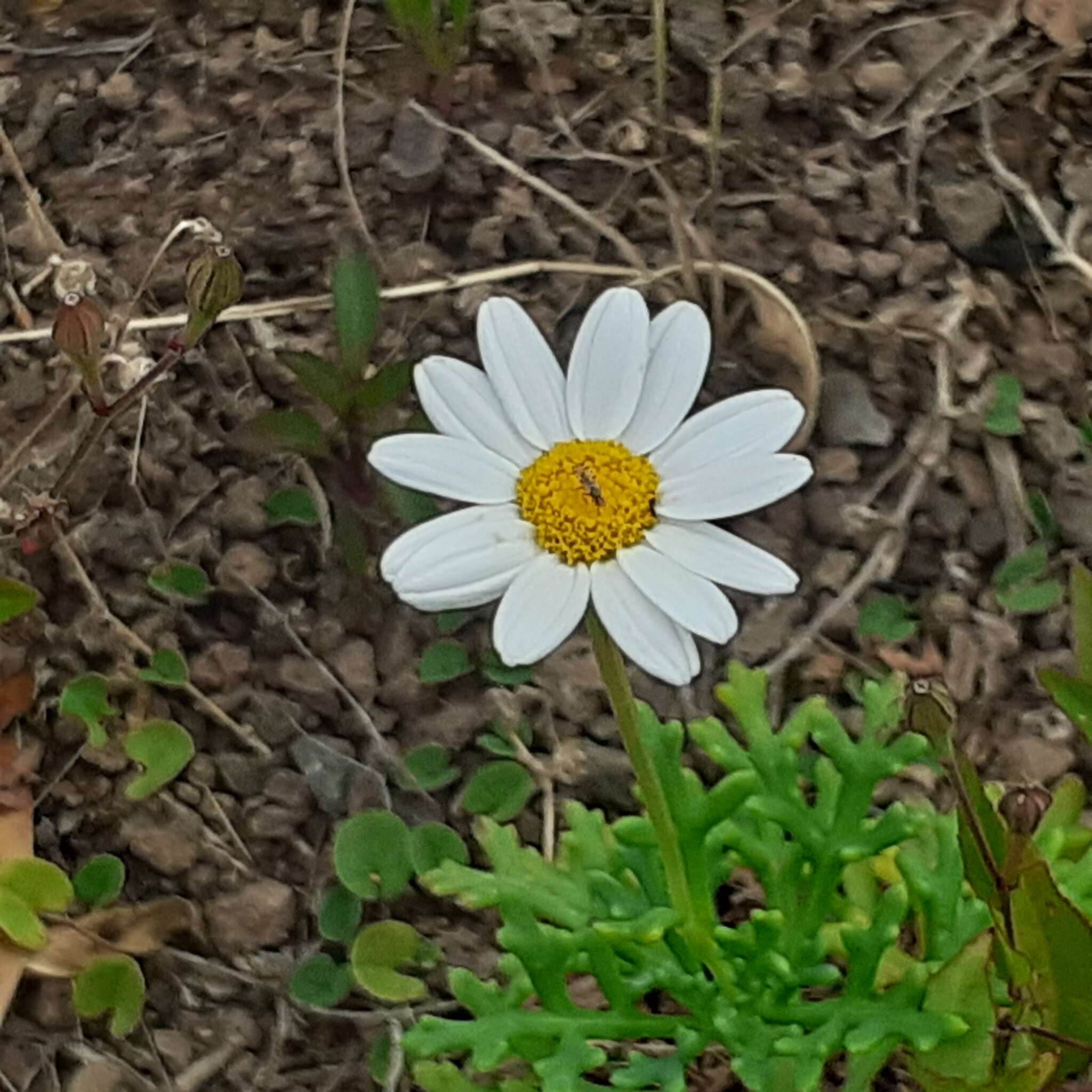 Image of Argyranthemum frutescens subsp. canariae (Christ.) Humphr.