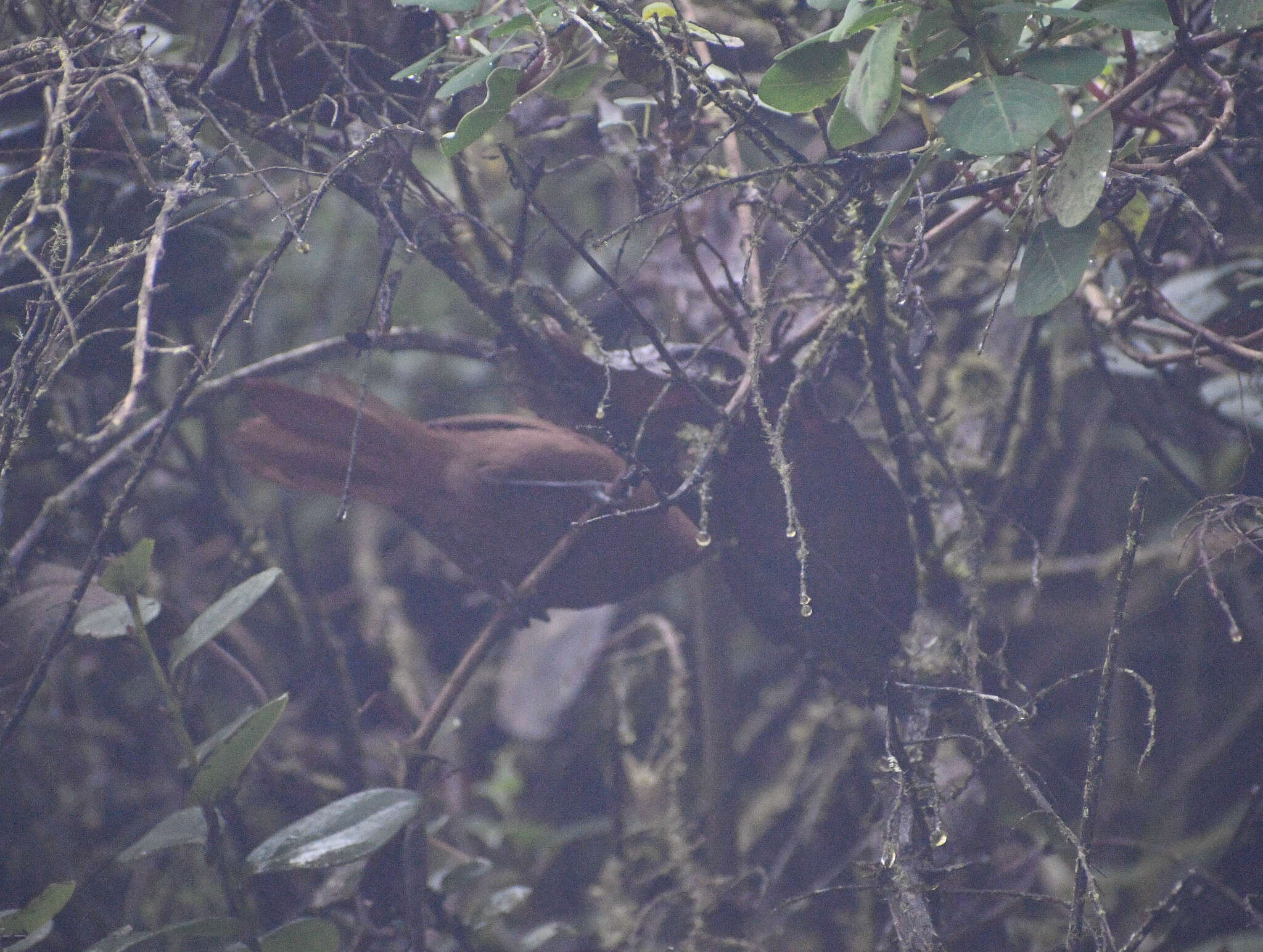 Image of Rufous Wren