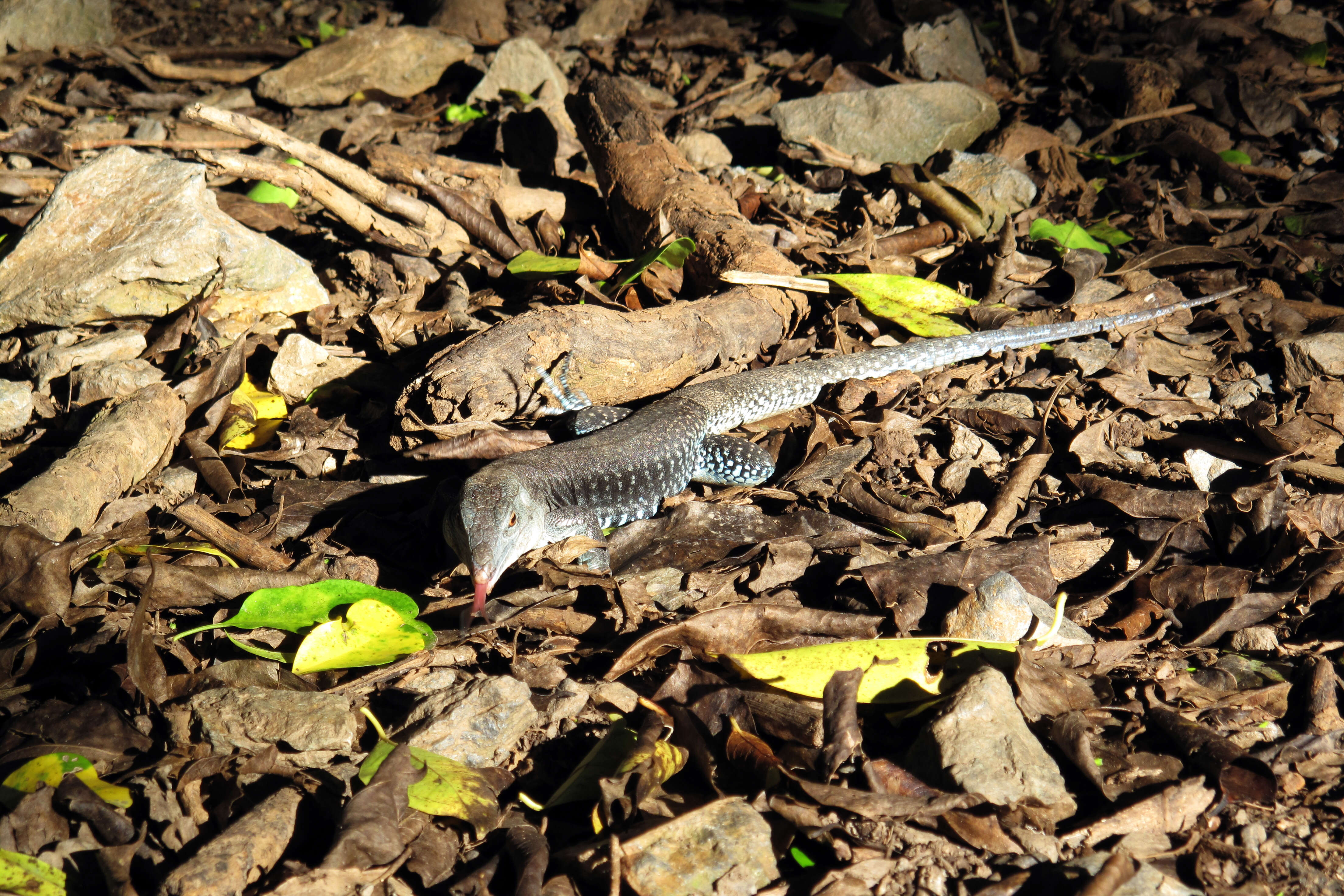 Image of Ameiva exsul