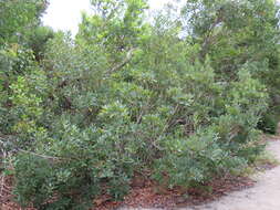 صورة Manilkara jaimiqui subsp. emarginata (L.) Cronquist