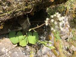 Image of Petasites formosanus Kitam.