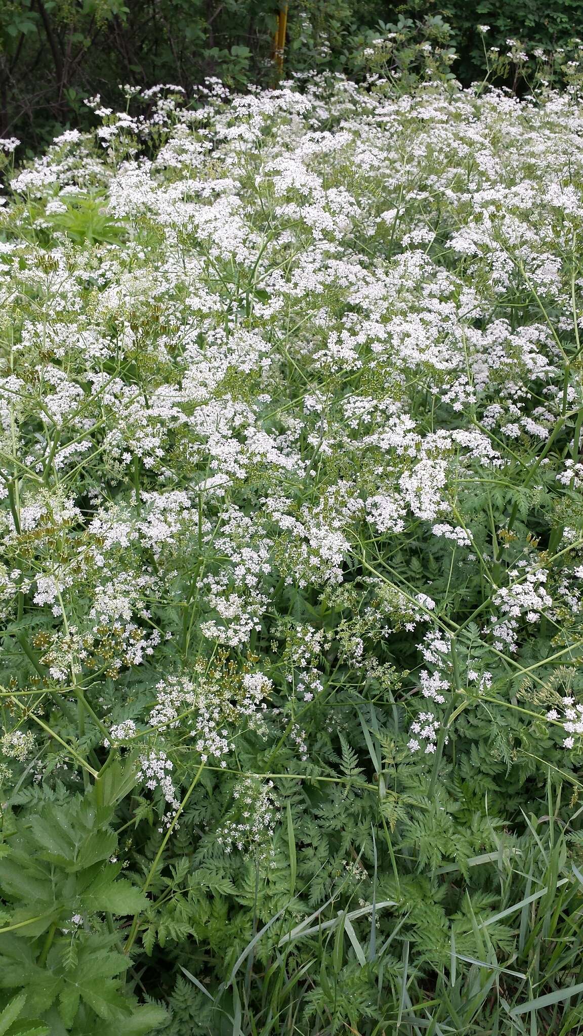 Imagem de Anthriscus sylvestris (L.) Hoffm.